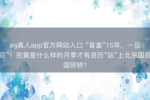 ag真人app官方网站入口 “盲盒”15年，一旦“爆花”！究竟是什么样的月季才有资历“站”上北京国贸桥？