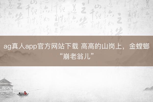 ag真人app官方网站下载 高高的山岗上，金螳螂“崩老翁儿”
